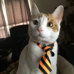 Cam